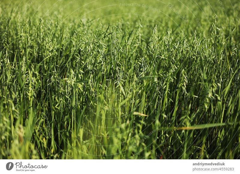 Shot of a green wheat field in summer. Wheat is a grass cultivated for its seed. grain is a small, hard, dry seed, harvested for human, animal consumption