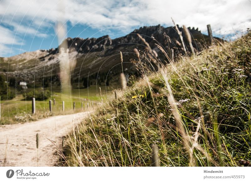 "I have an inexhaustible desire to do nothing..." Vacation & Travel Clouds Beautiful weather Flower Grass Meadow Forest Alps Mountain Peak Alpine pasture