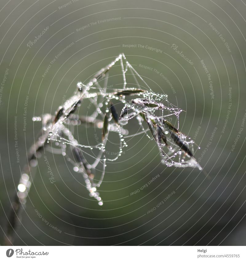 spinning - cobweb with dewdrops on a withered blade of grass Cobwebby Spider's web Drop dew drops Spinning mill Morning Fog Wet Dew Drops of water Nature