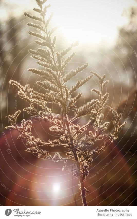 A dry plant with a lens flare. Bad quality lens. nature season natural beauty spring flower grass flora garden meadow macro outdoor field sunset fresh