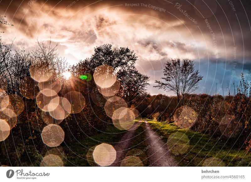 fantastic weather Dreamily Fabulous Mysterious Lanes & trails Back-light pretty Sunlight falling leaves Footpath Colour photo Exterior shot Light Contrast