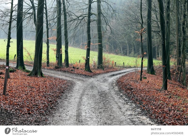 Fork in the forest November Season November mood November blues Ambience off Division Forest Forest walk Hiking forest path Lanes & trails Road junction Sludgy