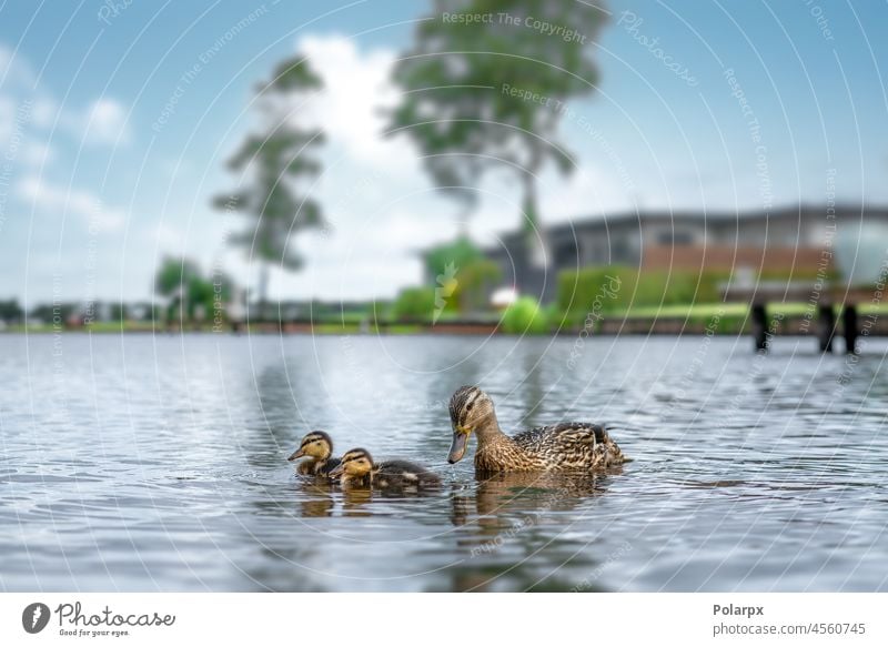 Duck with small ducklings on a lake together newborn chicks care parent swimming waterfowl animals closeup outside reflection landscape beak young babies spring