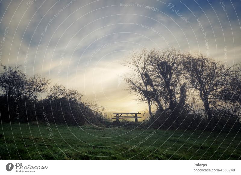 Bench silhouette in the morning mist lawn scene grass fog lifestyle sun green cloud evening natural europe peaceful meadow shadow fall season tree sunlight