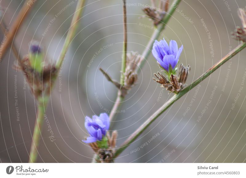 Common chicory in bloom closeup view with blurred background plant summer nature flower natural blue head flower head blueish garden asteraceae lawn blossom