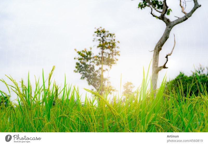 Selective focus on ear of rice. Green paddy field. Rice plantation. Organic rice farm in Asia. Rice price in the world market concept. Beautiful nature of farm land. Paddy field. Plant cultivation.