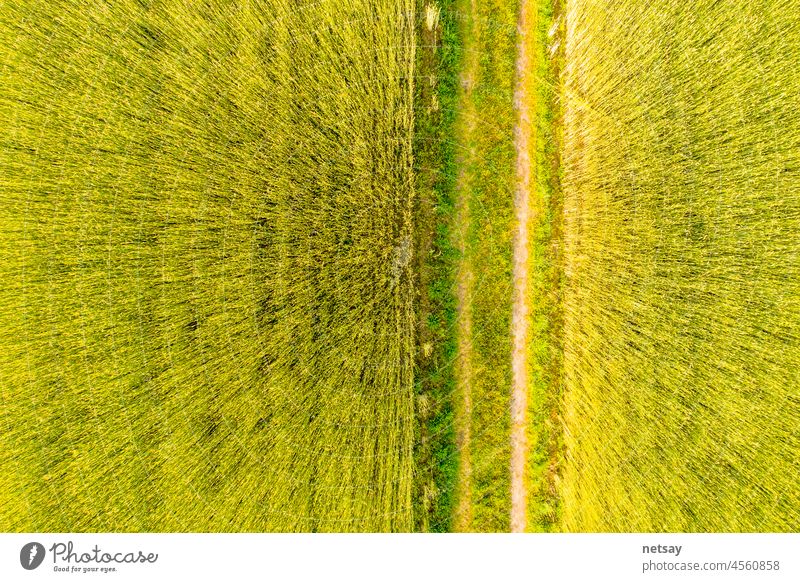 Aerial top view photo from flying drone of a land with sown green fields in countryside in spring day. Land with grown plants of paddy aerial agriculture