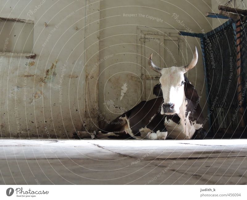 ...the holy cow... India Ahmedabad Living room Pet Cow Pelt 1 Animal Observe Lie Wait Subdued colour Interior shot Morning Long shot Animal portrait