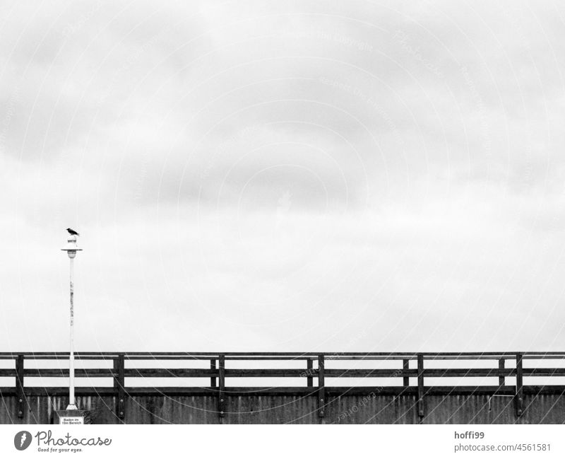 Pier with lantern and crow Sea bridge Crow Lantern Winter Cold cold season chill Snow dreariness Gloomy Gray Fog Haze hazy Winter mood Winter's day Frost winter