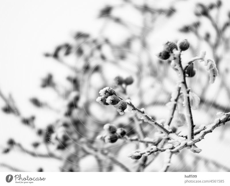 bitter cold on rose hips Snow crystal Twig Freeze Ice crystal Winter Hoar frost Frost Cold White Rose hip Plant ice and snow Leaf Branch Frozen Nature frozen