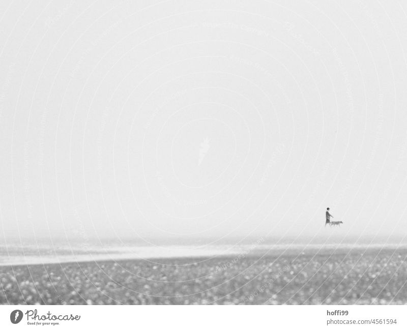 Man and dog walk in lonely foggy mudflats Minimalistic foggy coast North Sea Human being Dog Walk along the tideland Mud flats Fog Beach National Park Horizon