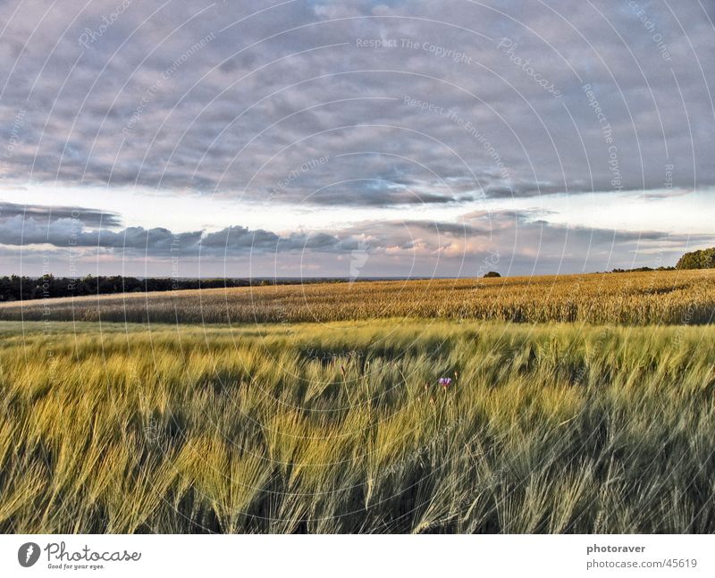 autumn mood Autumn Field Clouds Wheat Grain Sky Nature