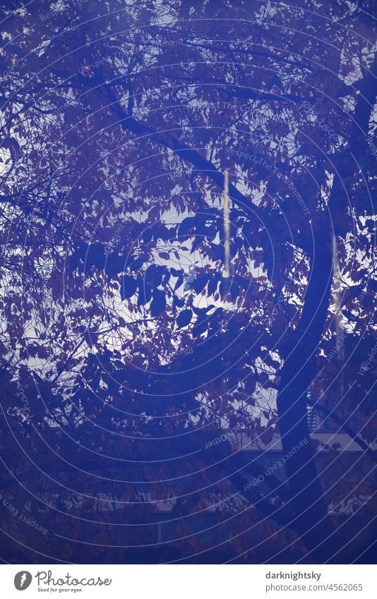 Reflection of a tree in a blue pane of glass, elements of the city from nature and architecture Architecture Tree Facade urban rural Nature city tree reflection