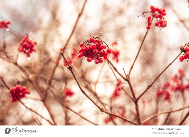 The red berries of the summer snowball still hang on the bare branches Berries Fruit Red Nature viburnum Snowball bush Autumn shrub Plant Shallow depth of field