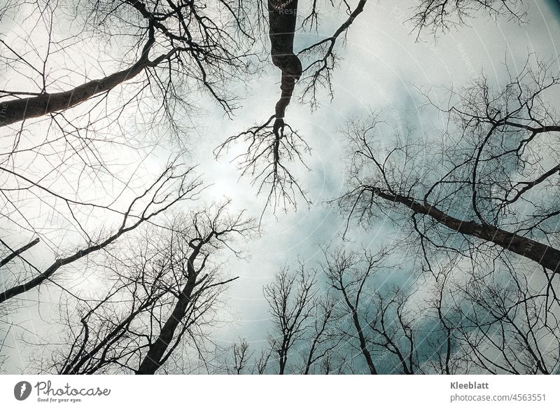 View into the wintry sky to the bare treetops Upward Sky winter Ambience Exterior shot Colour photo Day Blue Clouds Winter Environment Weather Worm's-eye view