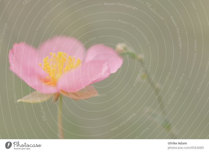 Pink flower of the sunflower ( Helianthemum ) Delicate segregated Flower Blossom Macro (Extreme close-up) Close-up Plant Spring Blossoming Summer Garden Detail