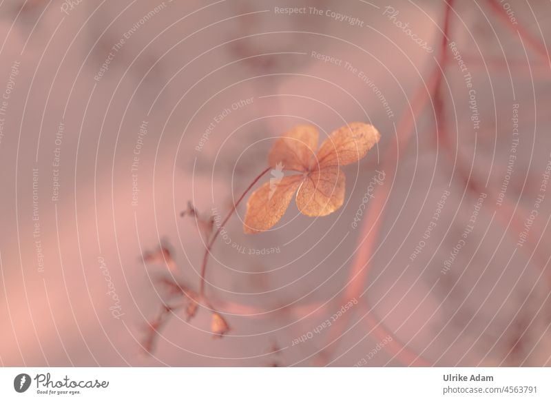 Delicate faded hydrangea Shallow depth of field Neutral Background Isolated Image Macro (Extreme close-up) Detail Close-up Exterior shot Grief Sadness Dry Faded