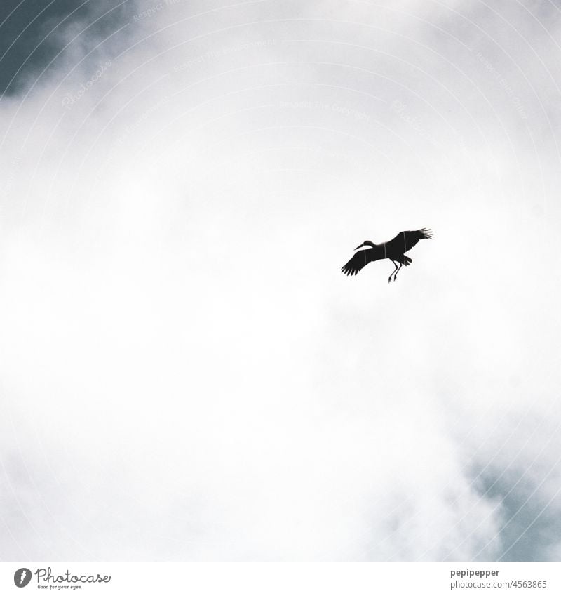 Stork approaching Animal Animal portrait Bird Exterior shot Colour photo Wild animal birdwatching Flight of the birds Grand piano Freedom Flying Sky Feather