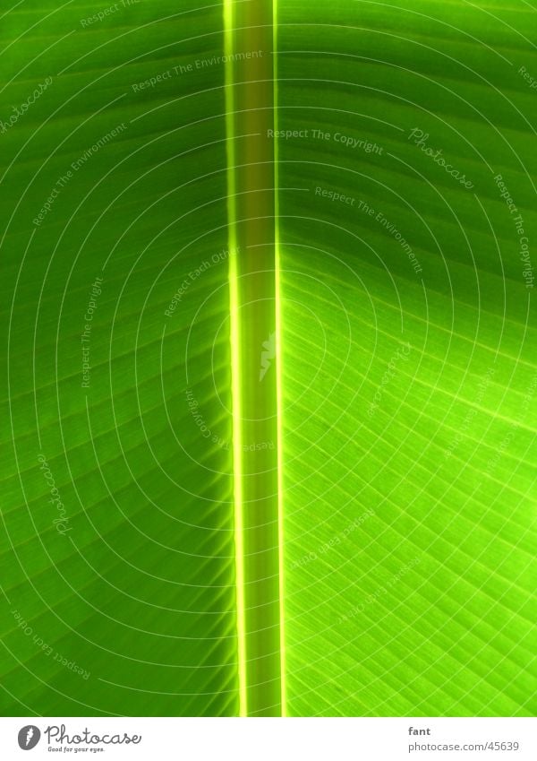 all Banana Leaf Green Vessel Light Stripe Vertical Symmetry Structures and shapes Nature Detail Close-up Leaf green