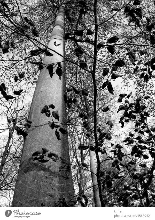 Forest kindergarten - Young beeches playing shadow games with an old tree Tree Autumn Beech tree leaves branches Wood sunny Shadow Tall Tree trunk