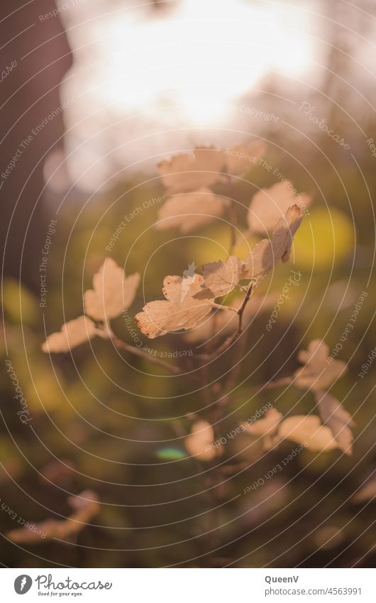 Yellow leaves with sunlight Sunlight Autumnal Autumn leaves autumn mood Autumnal weather Leaf Automn wood Forest Autumnal colours Nature Seasons Colour photo