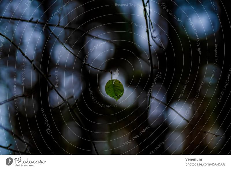 Last green leaf in autumn on a young tree,shallow depth of field,beautiful soft bokeh,circles of light trees forest forests sunshine leaves Sunny Branch