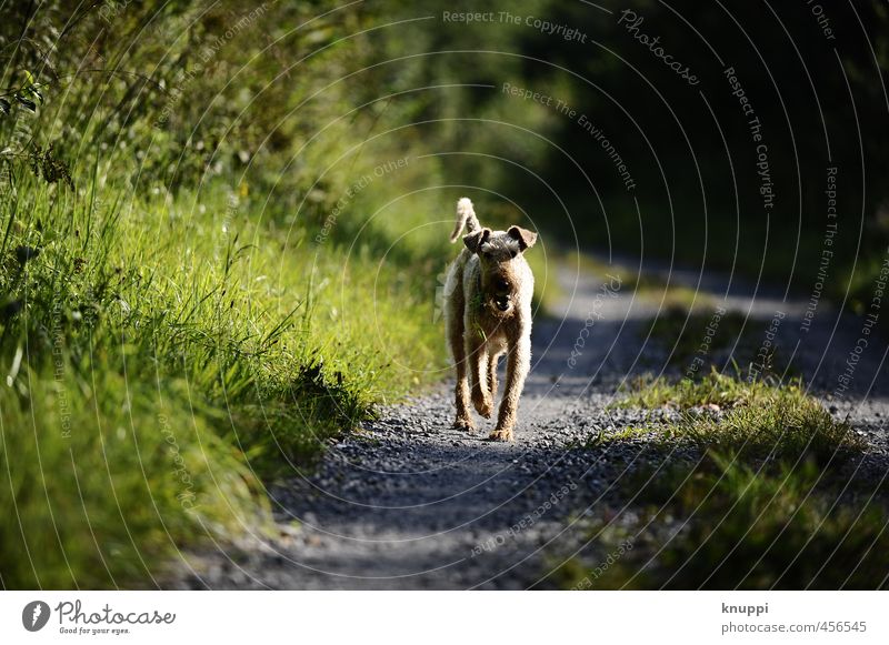 Hairy furry. Environment Nature Sun Sunlight Spring Summer Beautiful weather Warmth Plant Wild plant Meadow Animal Pet Dog 1 Movement Natural Cute Athletic