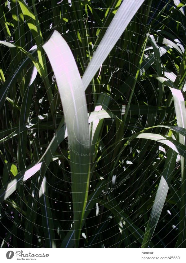 reed Common Reed Plant Leaf Green Summer Nature