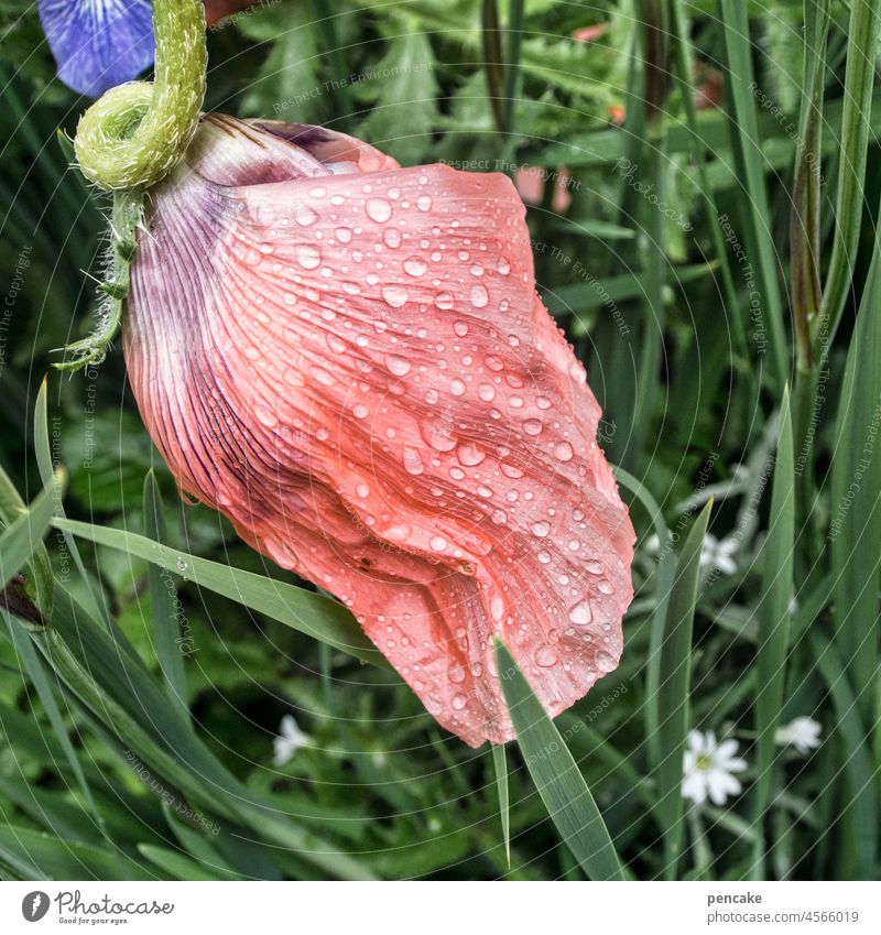 mo(h)ntags prachtexemplar . mohnblüte mit regentropfen Blüte geschlossen Mohn Mohnbüte pink rosa Tropfen Regentropfen Nahaufnahme prächtig blühen Blume Detail