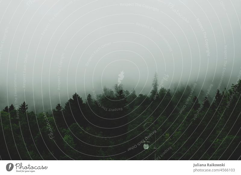 Foggy forest Forest Tree Autumn Cold Nature Environment Exterior shot Deserted Landscape Colour photo Day Subdued colour Weather Dark Threat Loneliness Creepy