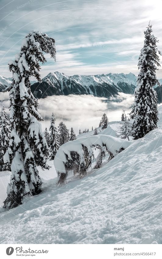 I bow, your highness! The snow-laden larch bows to the sturdy spruce in the white mantle.  Nature presents itself majestically with the snow-covered mountains.