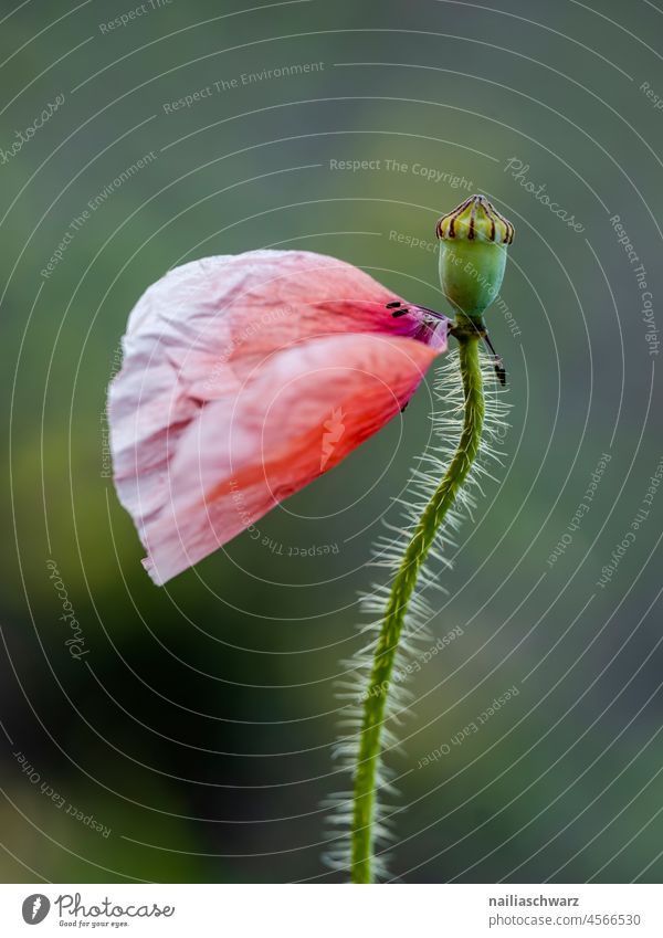 petal Poppy Poppy blossom Leaf Shallow depth of field Exterior shot Colour photo encapsulate poppy seed capsules red poppy papaver Poppy field Intensive