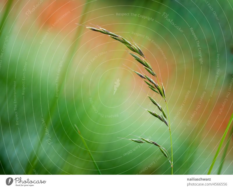 Sweetgrass Sweet grass sweet grasses field weed Exterior shot Tuft of grass Field Environment Grass Agriculture Grain Landscape blades of grass Blue