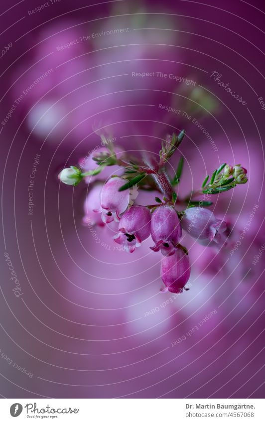 Blossoms of the bell heather, Erica gracilis, heather family; not hardy in Central Europe Heather family Ericaceae blossoms shrub Plant from South Africa Pink