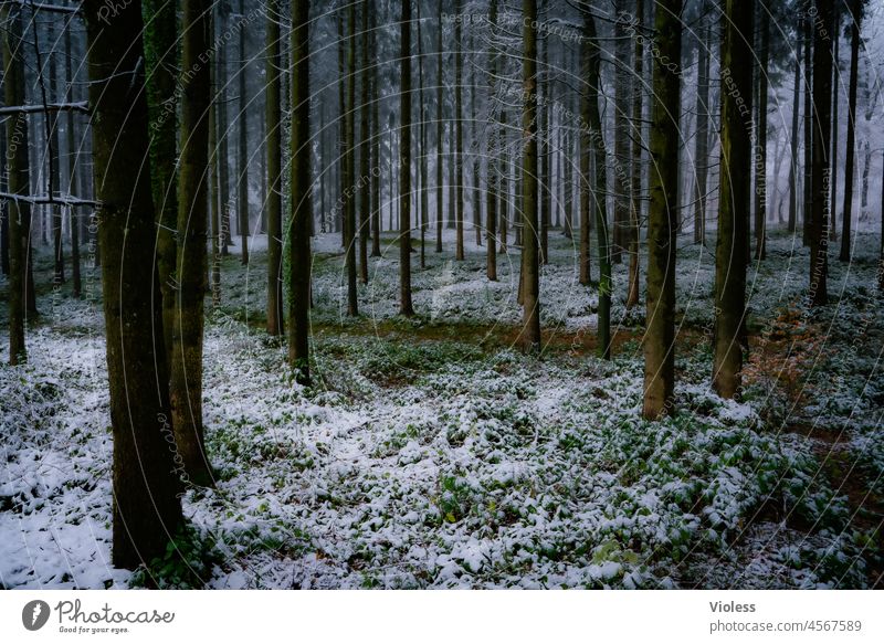 Winter Forest II Woodground tribes Birch tree Haze White Snow Cold Hoar frost Frost Tree