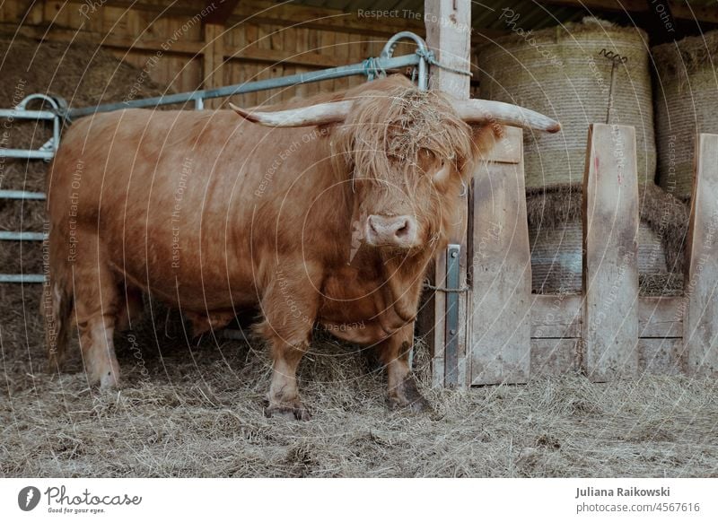 Large Highland Cattle Bull highland cattle Highland cattle Animal Farm animal Cow Exterior shot Brown 1 Colour photo Day Cor anglais Pelt Animal portrait