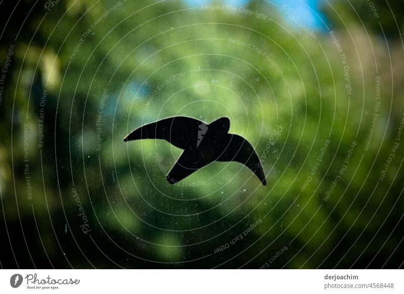 A flying bird silhouette on a disc. Bird Nature Animal Sky Exterior shot Deserted birds Day Freedom Environment Colour photo Flying Movement naturally Slice