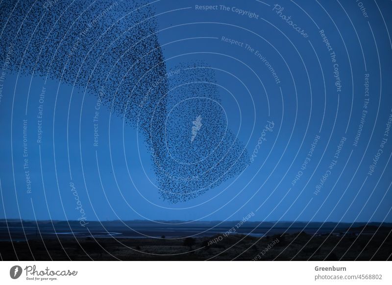 UK Weather, Starlings at dusk on a grey day from Roanhead on the Cumbrian Coast. starlings murmuration coast Nature Vacation & Travel Sky Beach Landscape birds