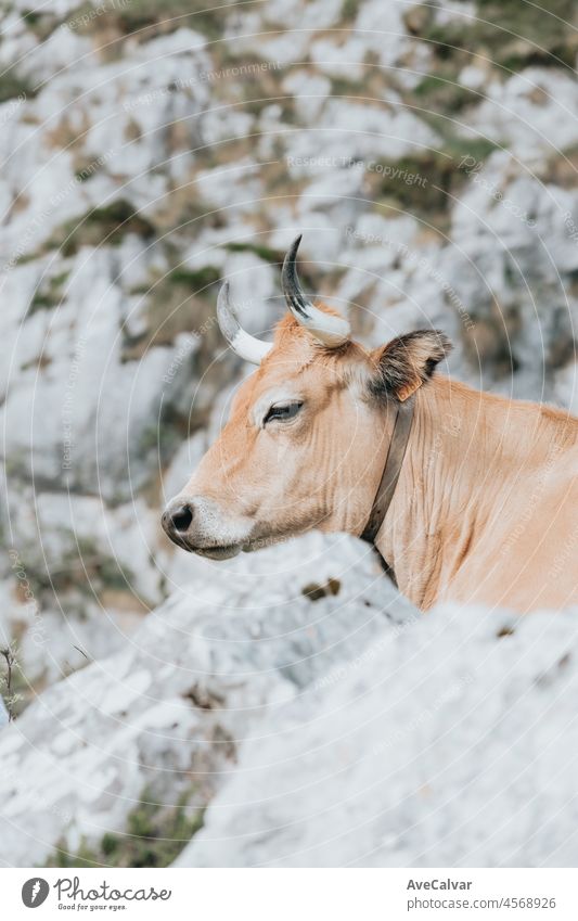 Portrait of a cow on Picturesque summer landscape of highland Beautiful landscape with mountains. Viewpoint panorama in Lagos de Covadonga, Picos de Europa National Park, Asturias, Spain