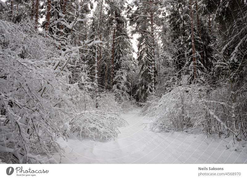 forest pathway between big snow covered trees and branches laying on ground under weight of heavy snow background beautiful beauty bushes christmas climate cold