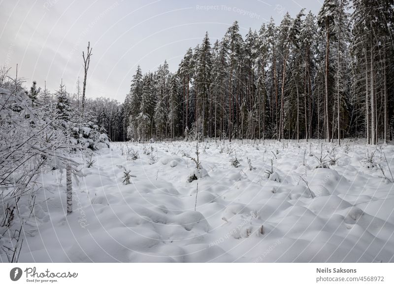 cut out forest, tree stumps covered with fresh white snow, pine forest in distance, Christmas time in Latvia background beautiful beauty black blue bright