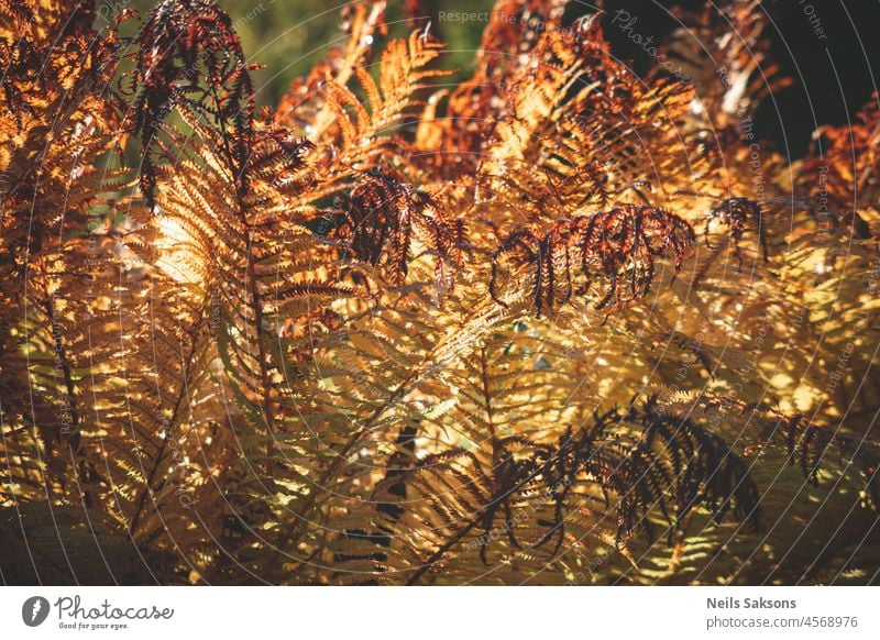 yellow dry fern background with morning sunlight. Pattern of nature in autumn abstract beautiful blurred botanic botanical background bracken branch bright