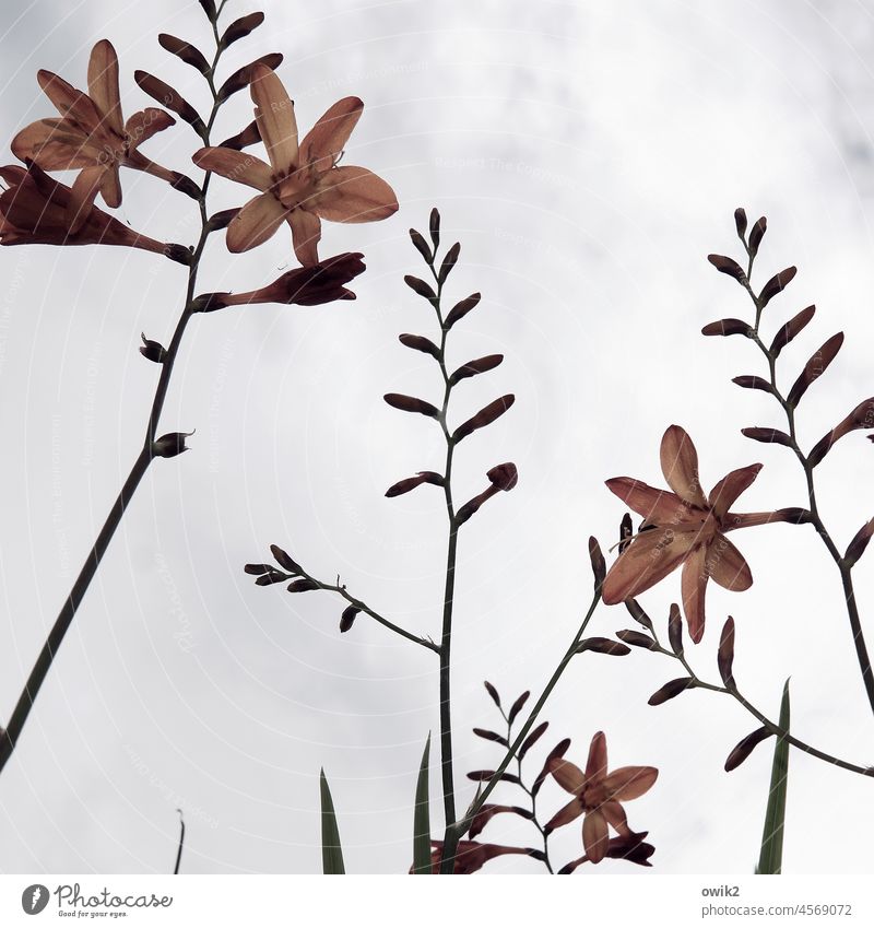 Montbretien irises Crocosmia Plant Flower Stalk Blossom Blossoming Bud Growth Spring Sky Clouds Worm's-eye view Upward upright Montbretia Meadow Nature