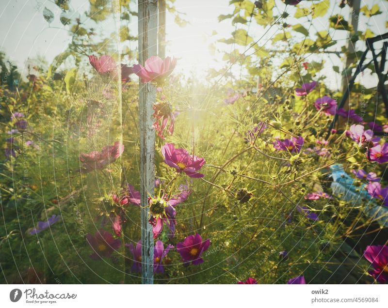 Flowering thicket Cosmea Glass wall Greenhouse naturally Cosmos Ease Together Reflection blossom Joie de vivre (Vitality) Summer out Long shot Beautiful weather