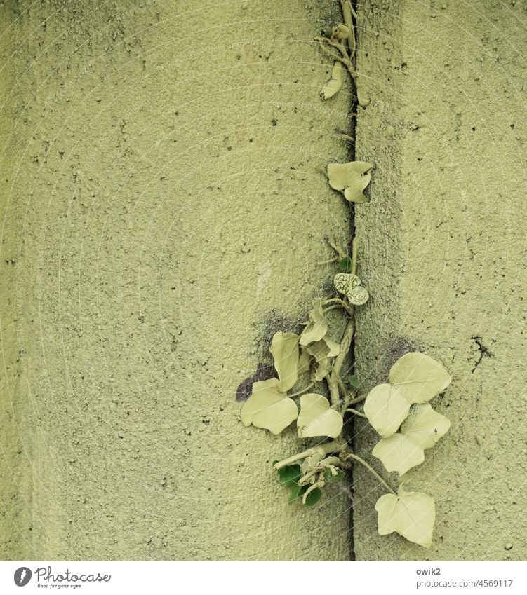 Uniformly coated Ivy Leaf Plant Dry Near Colour photo Exterior shot Detail Hidden detailed view Tendril Nature Wall (building) Overgrown Bushes naturally Facade