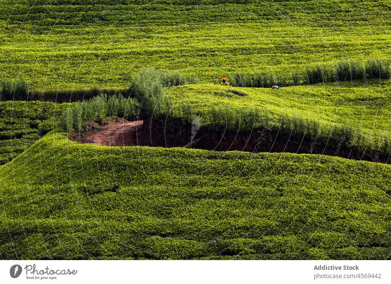 Picturesque scenery of anonymous person working on green tea field landscape background plantation countryside agriculture cultivate grow vivid growth rural