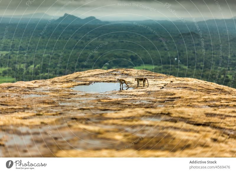 Monkeys near puddle on top of mountain monkey landscape highland forest nature animal scenic peaceful wildlife woodland tranquil idyllic water rock majestic