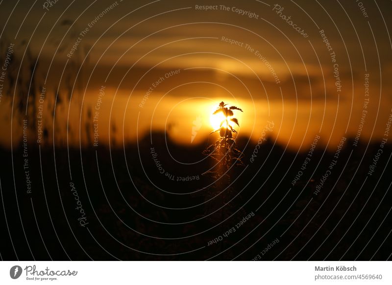 Setting sun on the outskirts of Berlin. Plants as silhouette in the foreground. sunset meditation sunbeam orange nature vacation romantic climate sunrise light