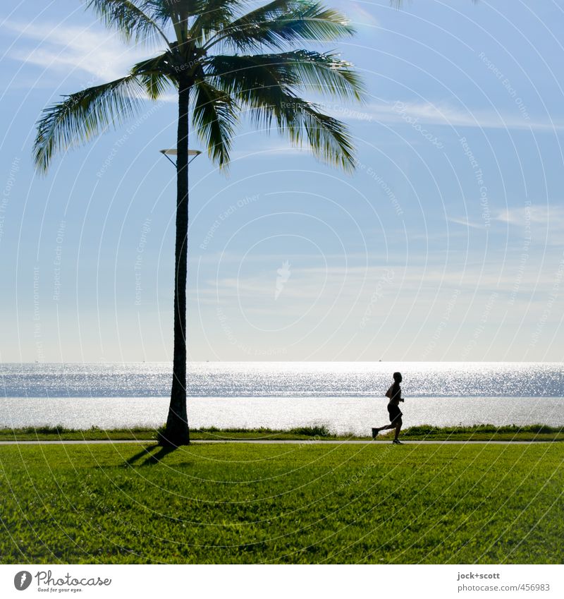 run in the blazing sun Fitness Sports Training Jogging Man Beautiful weather Warmth Palm tree Meadow coast Pacific Ocean Walking Exotic Free Serene Endurance