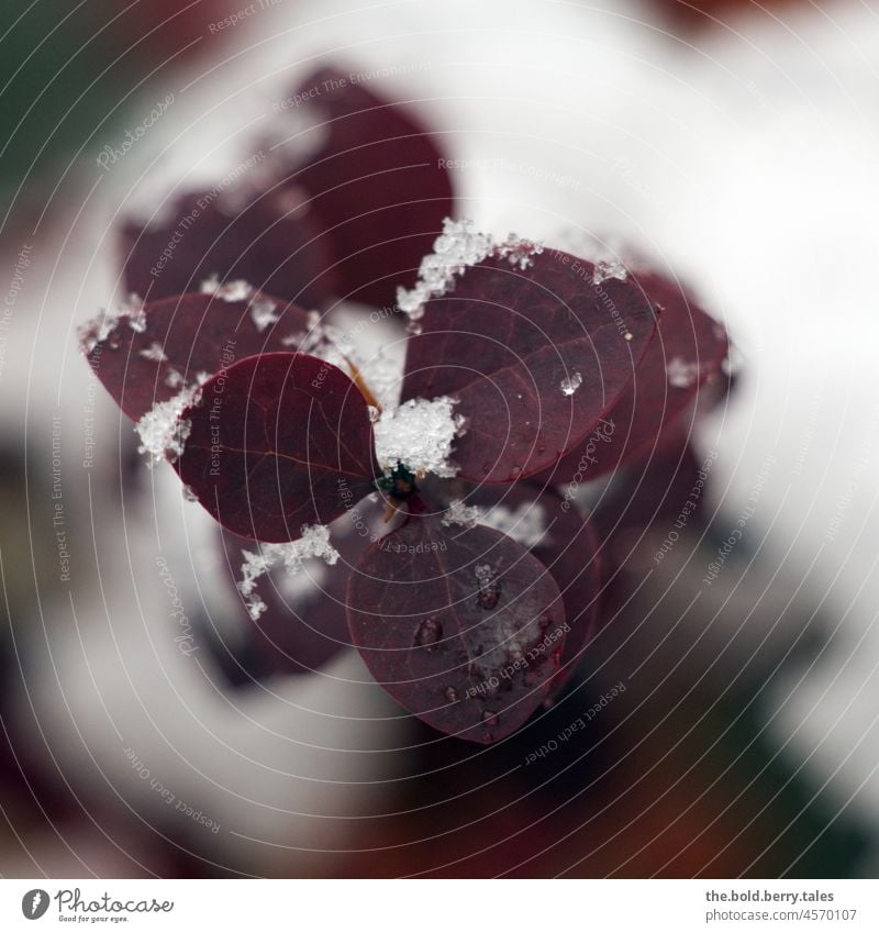 Red leaves in the snow Plant Leaf Snow Winter Nature Exterior shot Colour photo Cold Frost White Shallow depth of field Day Close-up Deserted shrub